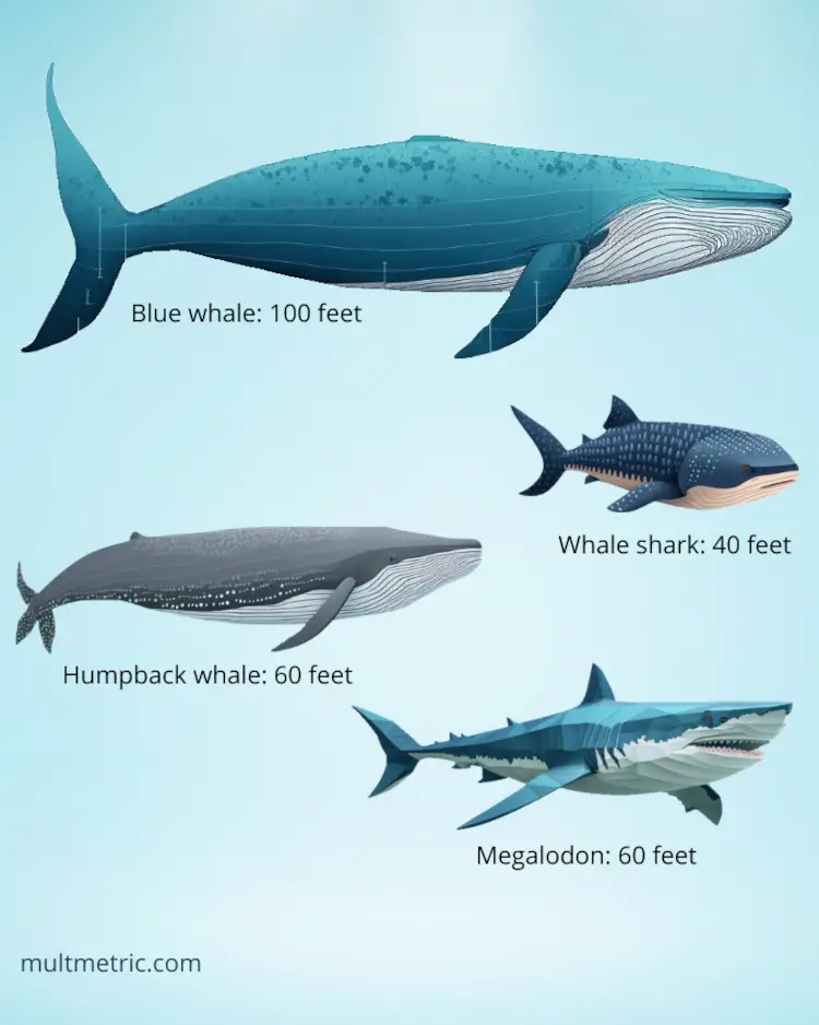 Blue whale compared to megalodon, humpback whale and whale shark