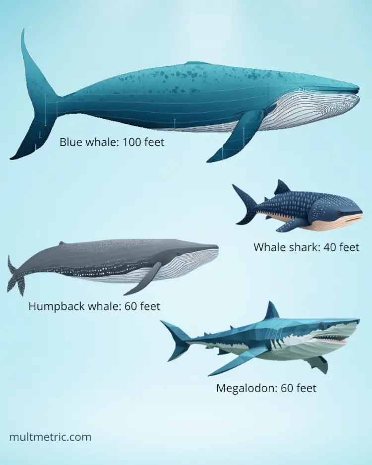 blue whale size comparison to megalodon