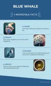 Blue Whale Size Comparison