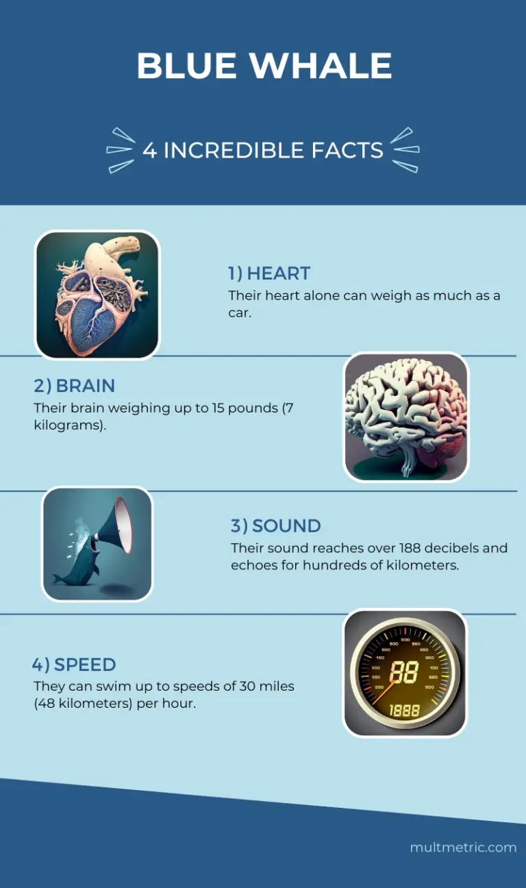Blue Whale Size Comparison
