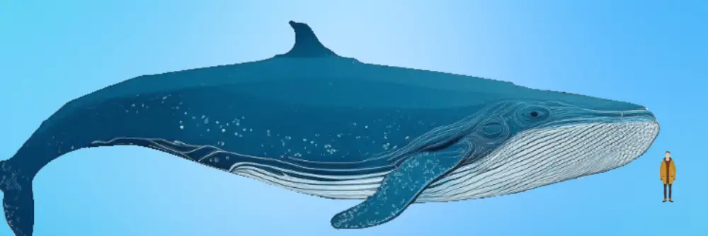 blue whale comparison football field